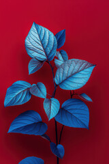 Obraz premium Vibrant blue leaves against a bold red background create a striking and artistic contrast in this colorful botanical photograph.