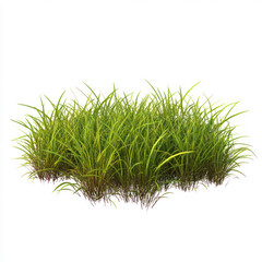 grass isolated on white background