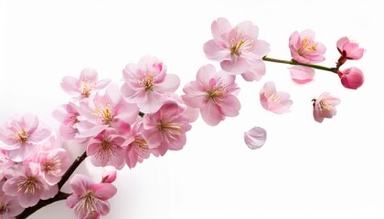 Obraz premium sakura flower flying isolated on isolated white background