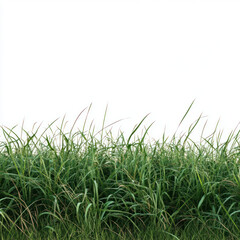 Obraz premium green grass on white background