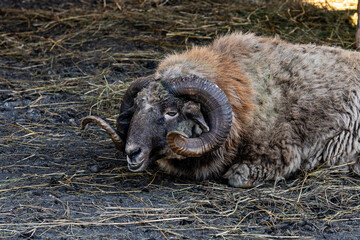 ram with large spiral horns approache its thick, curly fur glistening in the warm afternoon sun.
