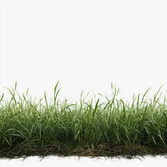 green grass on white background