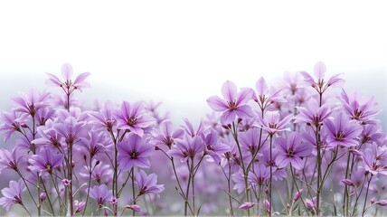 Naklejka premium Beautiful field of purple flowers.
