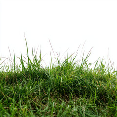 Fototapeta premium green grass isolated on white background