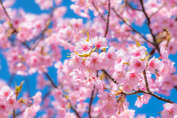 四浦半島に咲き誇る満開の河津桜と春の青空