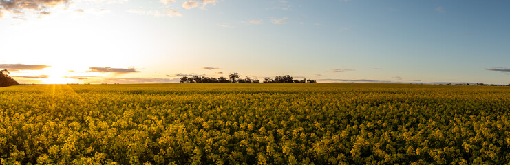 Bright Canola Field / Rapeseed field of yellow. Victoria, Australia.