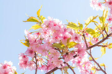 四浦半島に咲き誇る満開の河津桜と春の青空