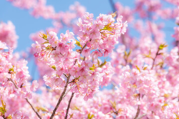 四浦半島に咲き誇る満開の河津桜と春の青空