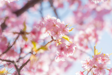 四浦半島に咲き誇る満開の河津桜と春の青空