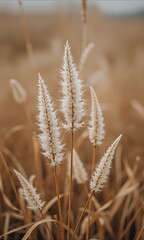 Obraz premium Close up of white wild grass.