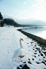 山中湖にいる美しい白鳥
