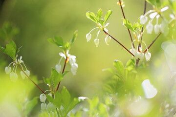 清楚なドウダンツツジ