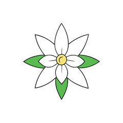 edelweiss flower on a white background.