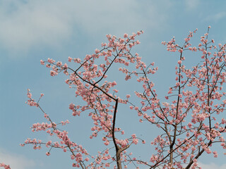 Spring flowers series, Beautiful Cherry blossom , pink sakura flowers in Shanghai.