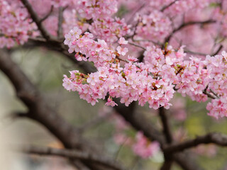 Spring flowers series, Beautiful Cherry blossom , pink sakura flowers in Shanghai.