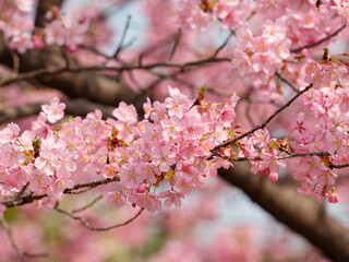 Spring flowers series, Beautiful Cherry blossom , pink sakura flowers in Shanghai.