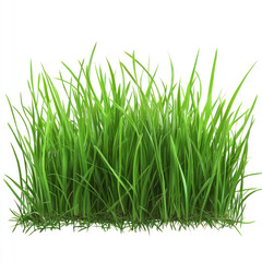 Fototapeta premium green grass isolated on white