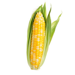 ear of corn