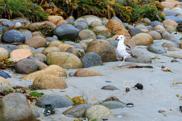 California Gull, Larus californicus, checking for fresh seafood between rocks in tidal basin of Tourmaline Surf Park at North Pacific beach, San Diego, Californi