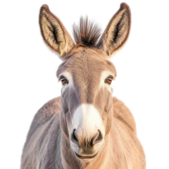 Selbstklebende Fototapeten Close-Up of a Donkey's Face: A charming donkey with expressive eyes and long ears, captured in a close-up shot, showcases the animal's gentle nature and captivating features. © pornchan