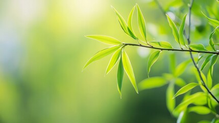 Obraz premium Delicate Willow Branch with Fresh Green Leaves, Soft Sunlight, and Blurred Spring Blossoms, Evoking Serenity and Renewal 