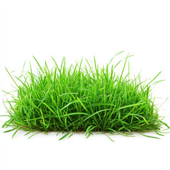 green grass isolated on white background