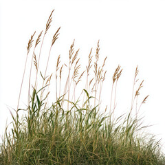 Naklejka premium green grass isolated on white