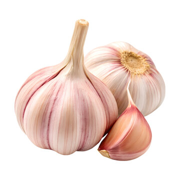 Fresh garlic bulbs with cloves on transparency background