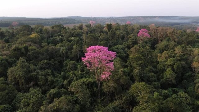 A stunning drone orbit shot of the Amazon jungle, showcasing the striking Pink Lapacho trees standing out amidst the dense green canopy.