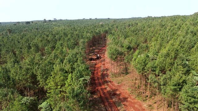 Drone shot moving forward of a forwarder operating in a managed pine plantation, transporting freshly cut logs. This forestry machinery is essential for efficient timber harvesting.