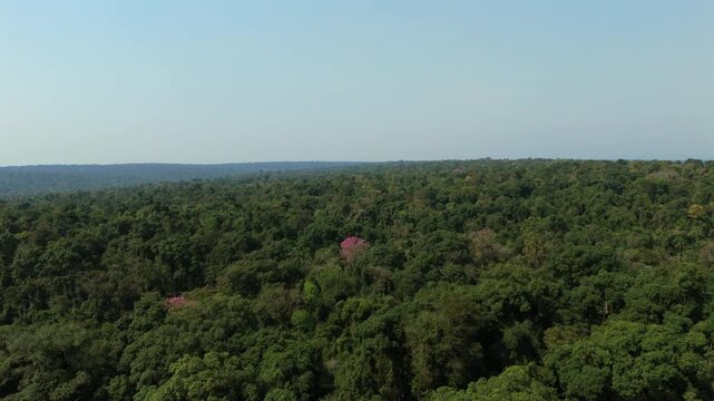 A serene view of the Amazon jungle with a striking pink lapacho tree standing out amidst the lush green forest.