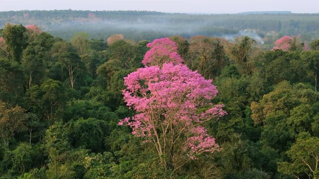 Pink lapacho trees (Handroanthus impetiginosus) blooming in dense Argentine forest