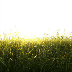 Fototapeta premium green grass on a sunny day