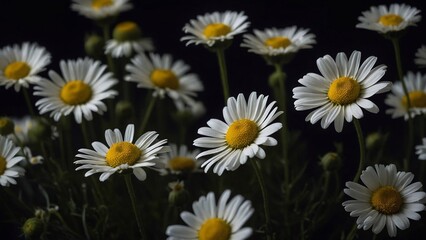 Floating chamomile flowers with dark background for calming and natural decor