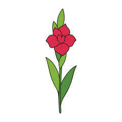 gladiolus flower on a white background.