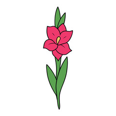Fototapeta premium gladiolus flower on a white background.