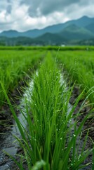 Obraz premium Dew-kissed rice paddy rows, misty mountains in the distance