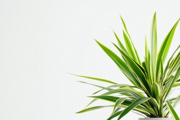 Obraz premium Dracaena marginata plant in a modern pot set against a clean white backdrop for stylish home decor