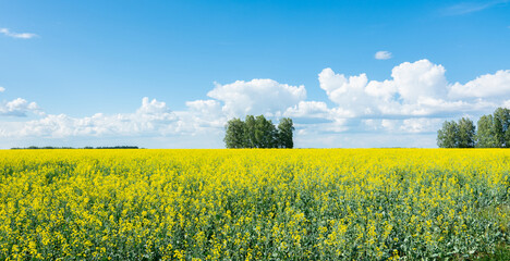 Agriculture field with blooming mustard plant. Agriculture field. 