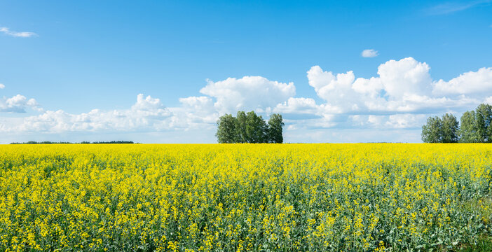 Agriculture field with blooming mustard plant. Agriculture field. 