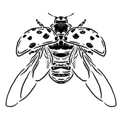 illustration of a red beetle insect with a black pattern flapping its wings