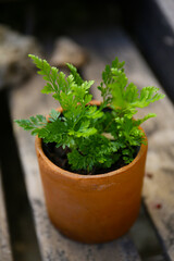 Fototapeta premium houseplants in a tiny pot, sunny day