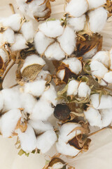 close up botanical background of cotton pods
