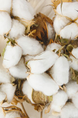 close up botanical background of cotton pods