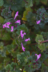 blooming lamium plant in nature