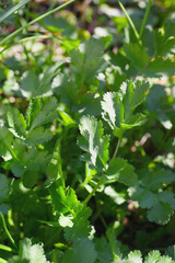 green young coriander growing in a kitchen garden
