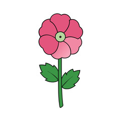 hollyhock flower on a white background.