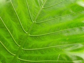 aesthetic green leaf surface abstract design	
