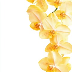 Vertical arrangement of beautiful yellow orchids against a white backdrop