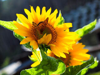 Sunflower and Butterfly